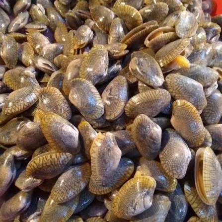 Kerang Batik Segar